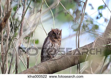 Horned Owl View Large Photo Image Stock Image - Horned Owl. Fotosearch