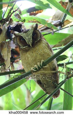 Horned Owl View Large Photo Image Stock Photo - Horned Owl. Fotosearch