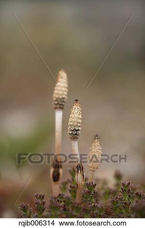 Picture - Horsetail. Fotosearch