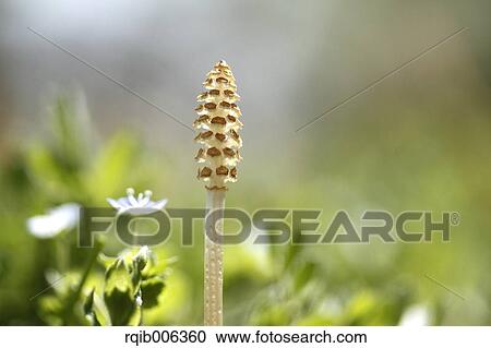 Stock Image - Horsetail. Fotosearch
