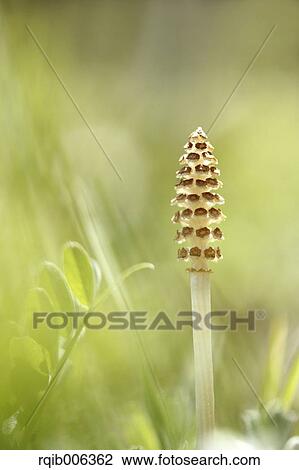 Horsetail View Large Photo Image Stock Image - Horsetail. Fotosearch