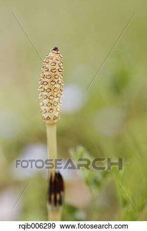 Stock Photo - Horsetail. Fotosearch
