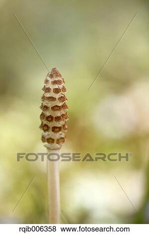 Stock Photo - Horsetail. Fotosearch