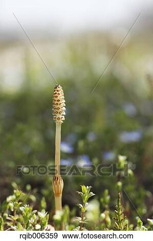 Stock Photo - Horsetail. Fotosearch