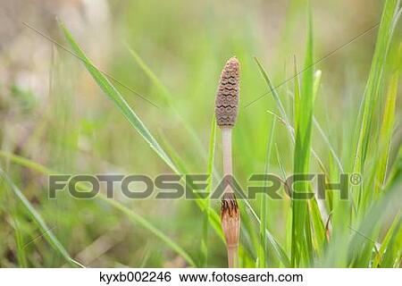 Horsetail View Large Photo Image Stock Photograph - Horsetail. Fotosearch