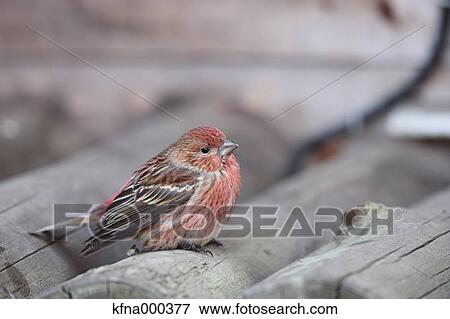 House Finch View Large Photo Image Stock Photo - House Finch. Fotosearch