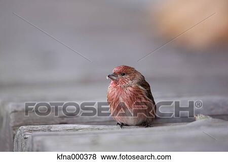 House Finch View Large Photo Image Stock Photo - House Finch. Fotosearch