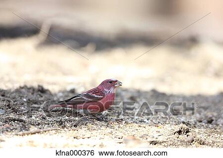House Finch View Large Photo Image Stock Photograph - House Finch. Fotosearch