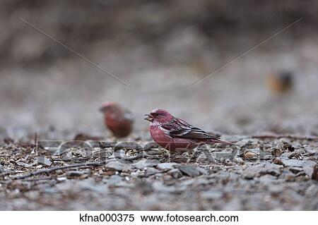 House Finch View Large Photo Image Stock Photography - House Finch. Fotosearch