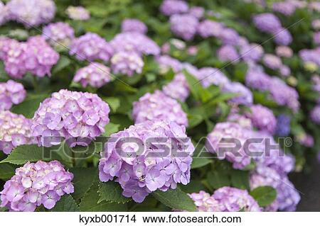 Picture - Hydrangea. Fotosearch