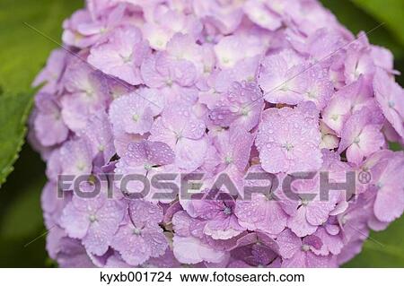 Hydrangea View Large Photo Image Picture - Hydrangea. Fotosearch