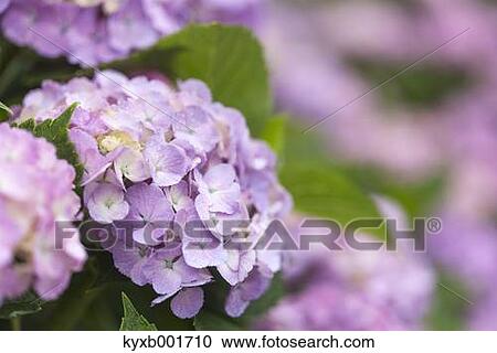 Hydrangea View Large Photo Image Stock Image - Hydrangea. Fotosearch