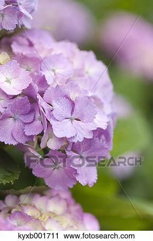 Stock Image - Hydrangea. Fotosearch