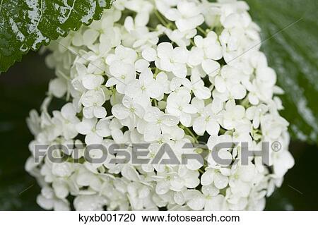 Stock Image - Hydrangea. Fotosearch