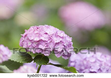 Hydrangea View Large Photo Image Stock Image - Hydrangea. Fotosearch