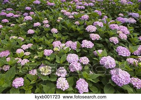 Hydrangea View Large Photo Image Stock Image - Hydrangea. Fotosearch