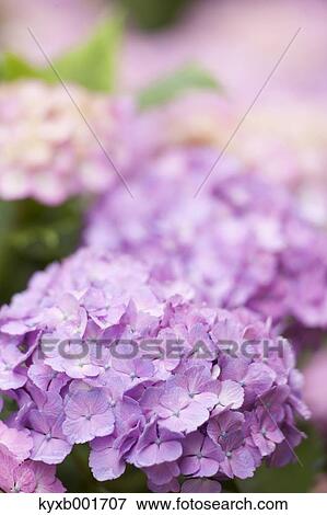 Hydrangea View Large Photo Image Stock Photo - Hydrangea. Fotosearch