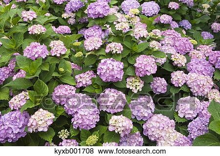 Hydrangea View Large Photo Image Stock Photo - Hydrangea. Fotosearch