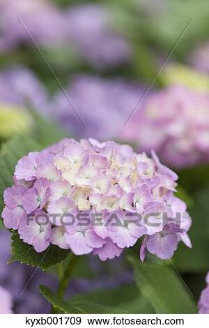 Hydrangea View Large Photo Image Stock Photo - Hydrangea. Fotosearch