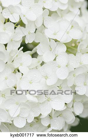 Hydrangea View Large Photo Image Stock Photo - Hydrangea. Fotosearch