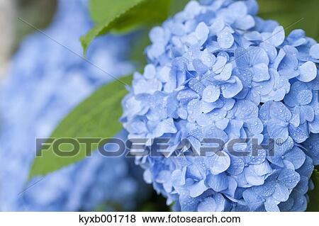 Hydrangea View Large Photo Image Stock Photo - Hydrangea. Fotosearch