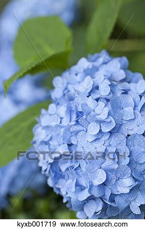 Hydrangea View Large Photo Image Stock Photo - Hydrangea. Fotosearch