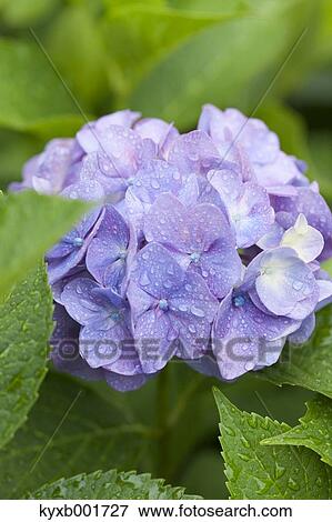 Stock Photo - Hydrangea. Fotosearch