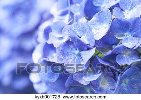 Hydrangea View Large Photo Image Stock Photo - Hydrangea. Fotosearch