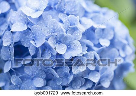 Stock Photo - Hydrangea. Fotosearch