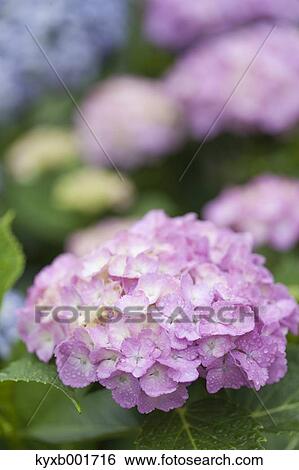 Hydrangea View Large Photo Image Stock Photograph - Hydrangea. Fotosearch