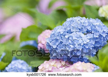 Hydrangea View Large Photo Image Stock Photograph - Hydrangea. Fotosearch