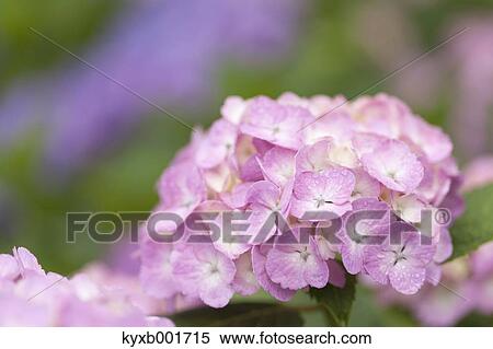 Hydrangea View Large Photo Image Stock Photography - Hydrangea. Fotosearch