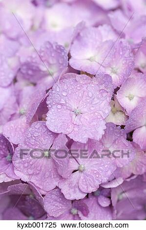 Stock Photography - Hydrangea. Fotosearch