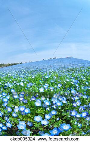 Ibaraki Prefecture, Japan View Large Photo Image Picture - Ibaraki Prefecture, Japan. Fotosearch