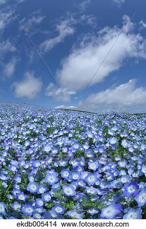 Ibaraki Prefecture, Japan View Large Photo Image Picture - Ibaraki Prefecture, Japan. Fotosearch