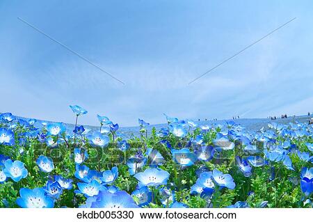 Stock Image - Ibaraki Prefecture, Japan. Fotosearch