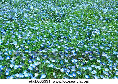 Ibaraki Prefecture, Japan View Large Photo Image Stock Image - Ibaraki Prefecture, Japan. Fotosearch