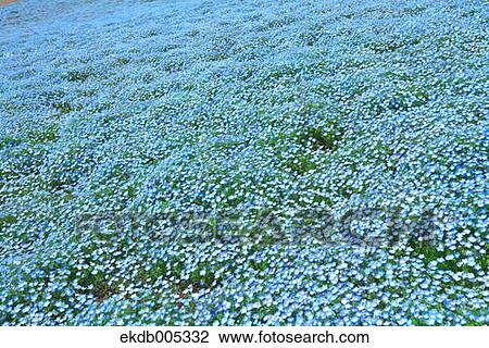 Ibaraki Prefecture, Japan View Large Photo Image Stock Image - Ibaraki Prefecture, Japan. Fotosearch