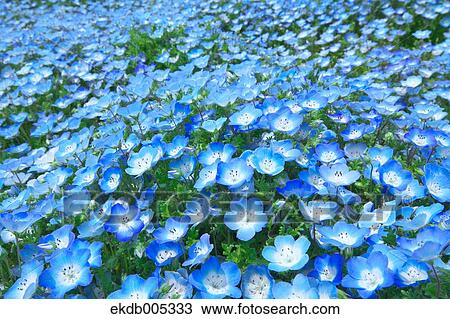 Stock Image - Ibaraki Prefecture, Japan. Fotosearch