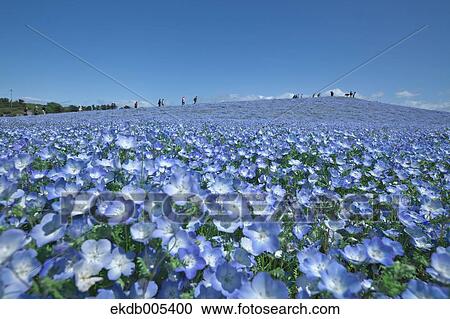 Ibaraki Prefecture, Japan View Large Photo Image Stock Image - Ibaraki Prefecture, Japan. Fotosearch