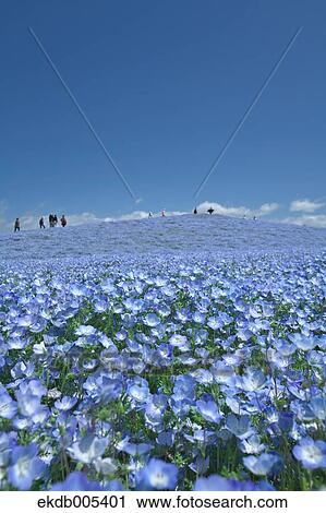 Ibaraki Prefecture, Japan View Large Photo Image Stock Image - Ibaraki Prefecture, Japan. Fotosearch