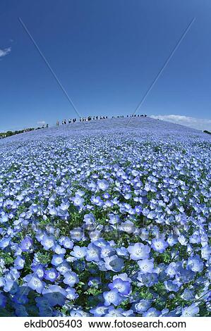 Ibaraki Prefecture, Japan View Large Photo Image Stock Image - Ibaraki Prefecture, Japan. Fotosearch