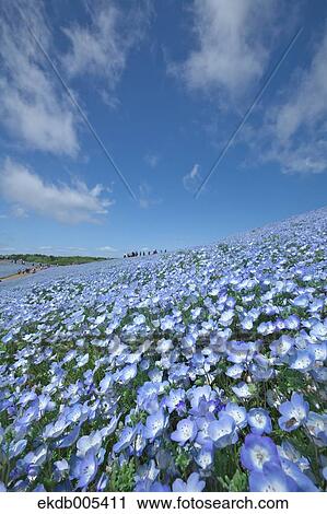 Ibaraki Prefecture, Japan View Large Photo Image Stock Image - Ibaraki Prefecture, Japan. Fotosearch