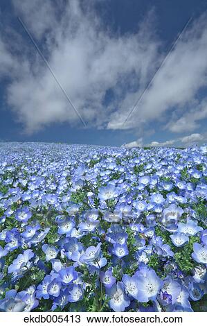 Ibaraki Prefecture, Japan View Large Photo Image Stock Image - Ibaraki Prefecture, Japan. Fotosearch