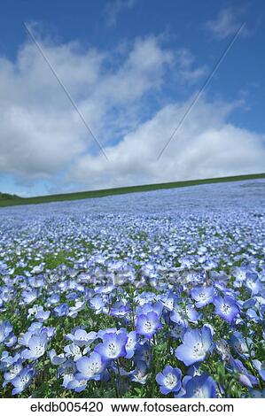 Ibaraki Prefecture, Japan View Large Photo Image Stock Image - Ibaraki Prefecture, Japan. Fotosearch