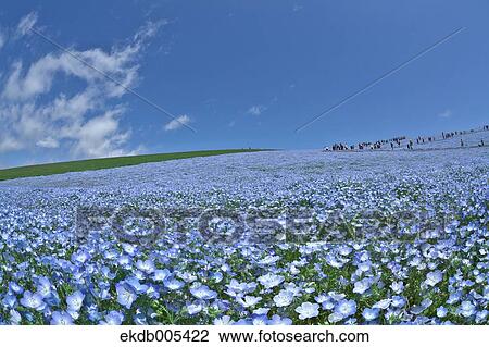 Ibaraki Prefecture, Japan View Large Photo Image Stock Image - Ibaraki Prefecture, Japan. Fotosearch