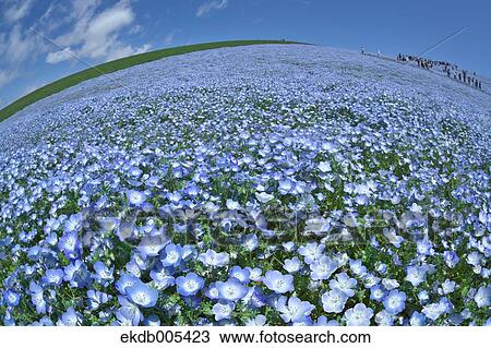 Ibaraki Prefecture, Japan View Large Photo Image Stock Image - Ibaraki Prefecture, Japan. Fotosearch