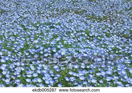 Ibaraki Prefecture, Japan View Large Photo Image Stock Photo - Ibaraki Prefecture, Japan. Fotosearch
