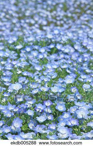 Stock Photo - Ibaraki Prefecture, Japan. Fotosearch