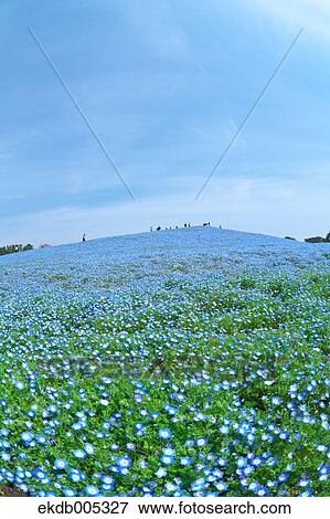 Ibaraki Prefecture, Japan View Large Photo Image Stock Photo - Ibaraki Prefecture, Japan. Fotosearch